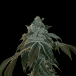 Arcana Collective Flight 19 cannabis plant image 2