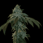 Arcana Collective Flight 19 cannabis plant image 3