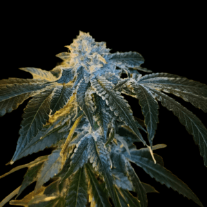 Arcana Collective June Plum cannabis plant image 1