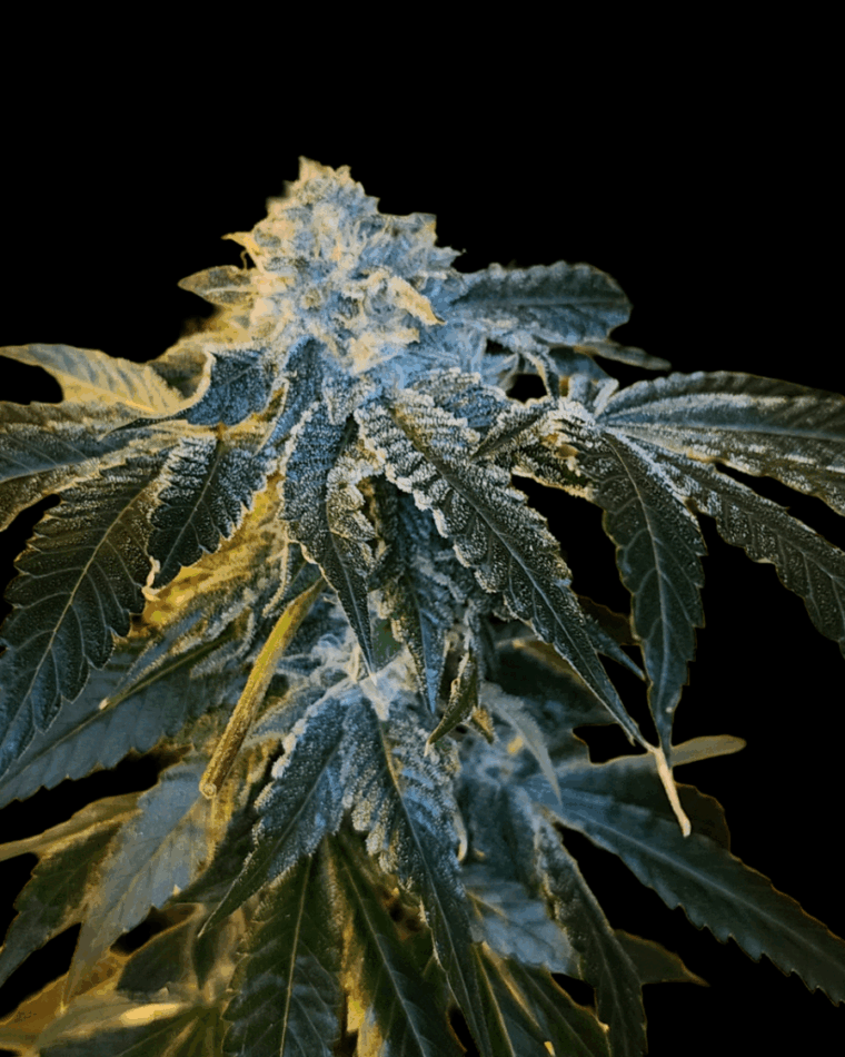 Arcana Collective June Plum cannabis plant image 1
