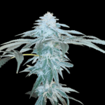 Arcana Collective June Plum cannabis plant image 2