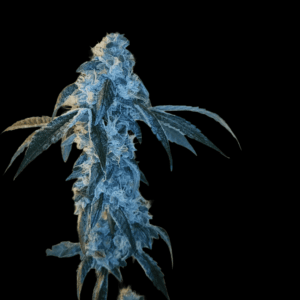 Arcana Collective Key Club 33 cannabis plant image 1