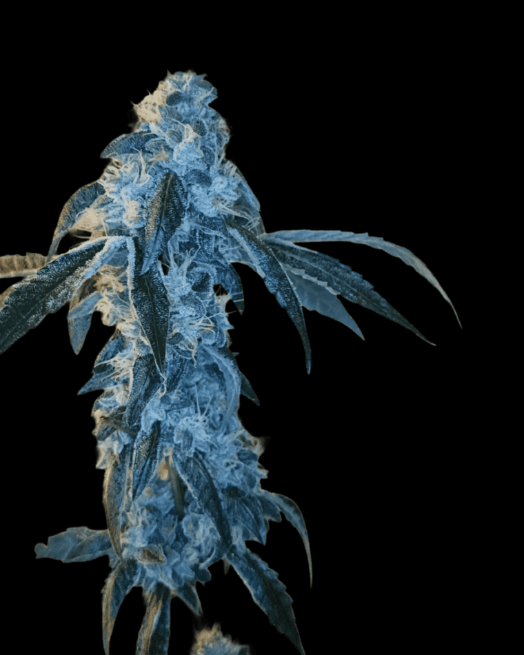 Arcana Collective Key Club 33 cannabis plant image 1