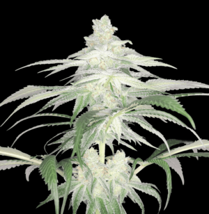 Lemontree S1