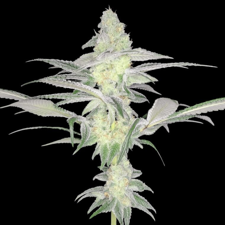 Arcana Collective Rootbeer Breeze cannabis plant image 1