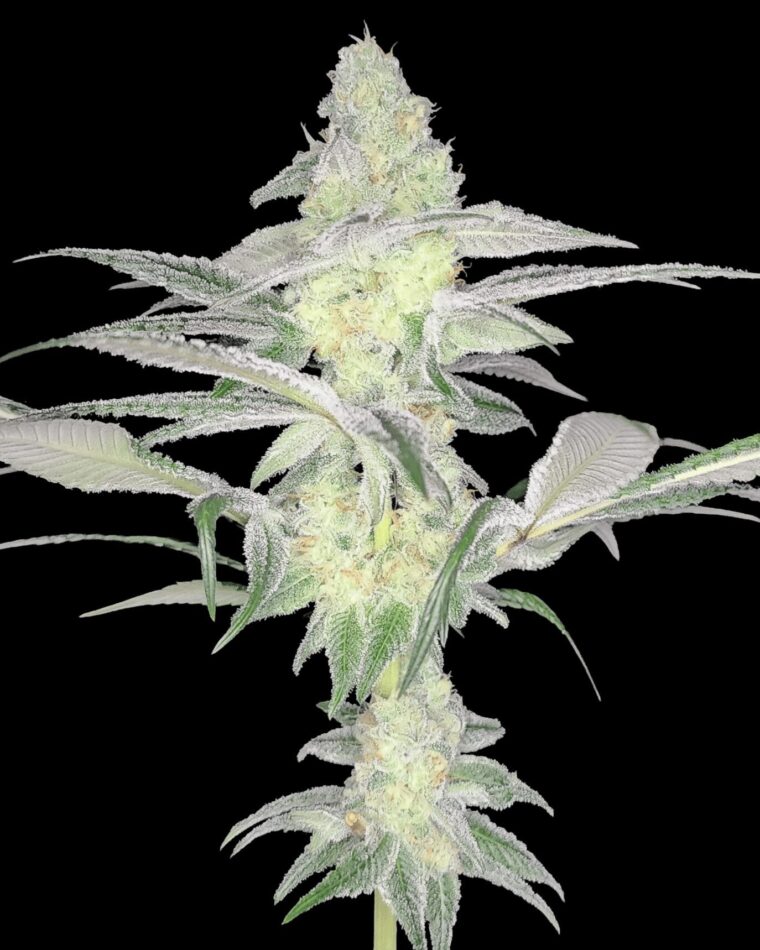 Arcana Collective Rootbeer Breeze cannabis plant image 1