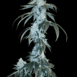 Arcana Collective Rudy cannabis plant image 1