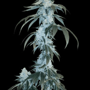 Arcana Collective Rudy cannabis plant image 1