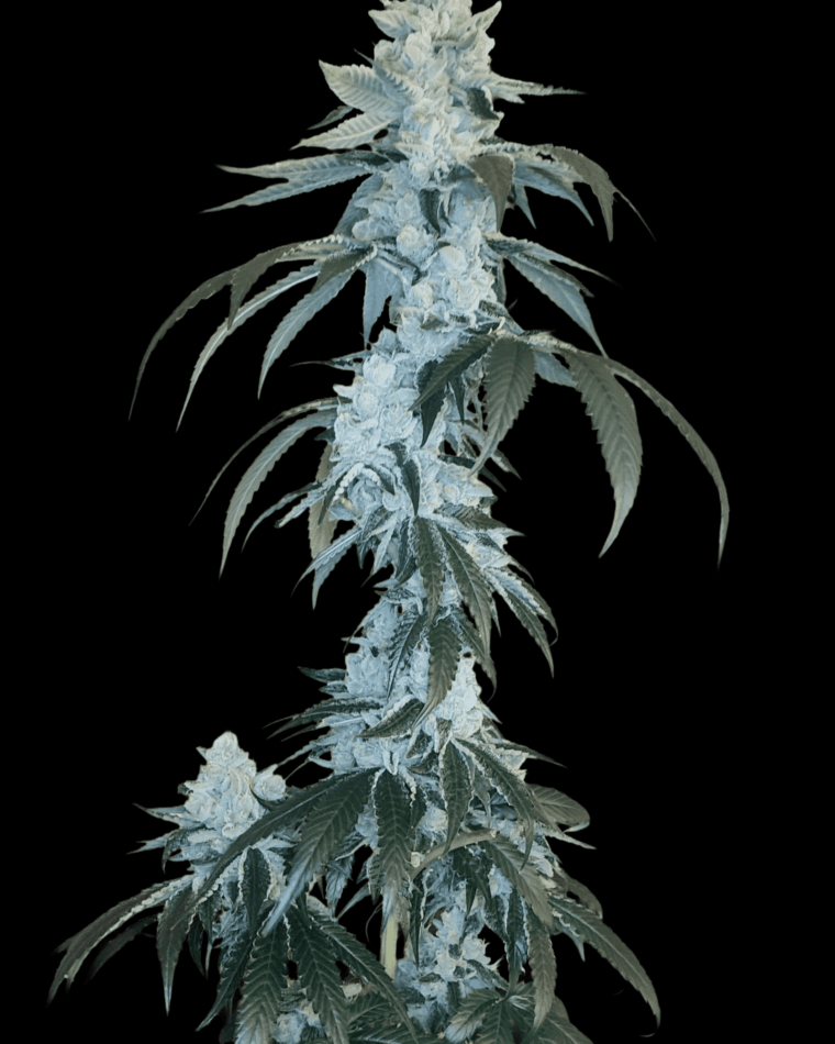 Arcana Collective Rudy cannabis plant image 1