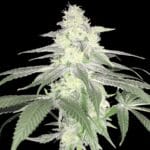 Arcana Collective Rudy cannabis plant image 2
