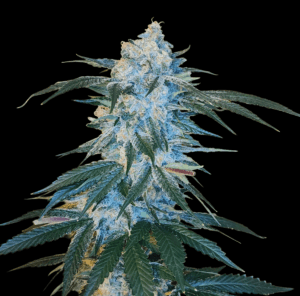 Sour Cherry Kush