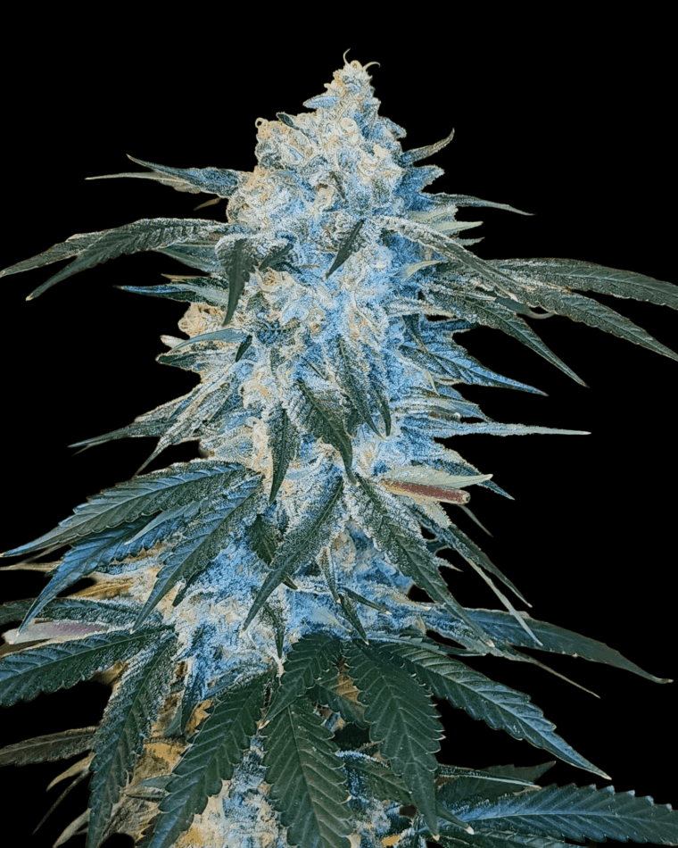 Arcana Collective Sour Cherry Kush cannabis plant image 1