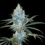 Arcana Collective Sour Cherry Kush cannabis plant image 2