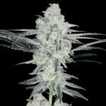Arcana Collective Yogananda cannabis plant image 1