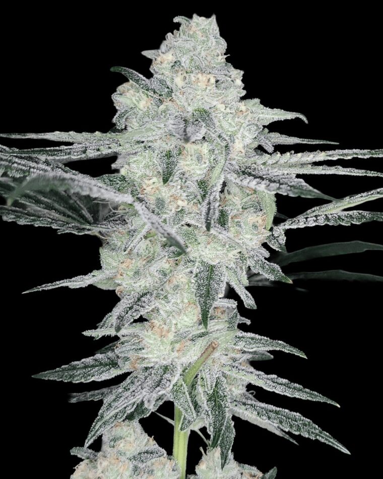 Arcana Collective Yogananda cannabis plant image 1
