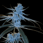 Arcana Collective Yogananda cannabis plant image 2
