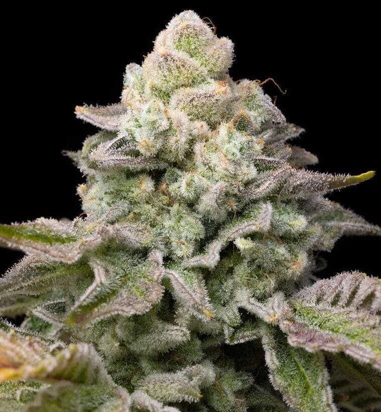 Archive Seeds Banarama cannabis plant image 1