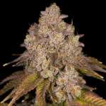 Archive Seeds Killz cannabis plant image 1