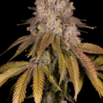 Archive Seeds Killz cannabis plant image 2