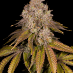 Archive Seeds Killz cannabis plant image 3