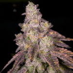 Archive Seeds Knock Out cannabis plant image 1