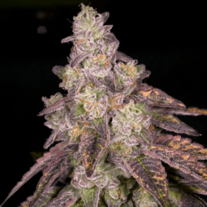 Archive Seeds Knock Out cannabis plant image 1