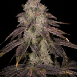 Archive Seeds Knock Out cannabis plant image 2