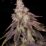 Archive Seeds Knock Out cannabis plant image 3