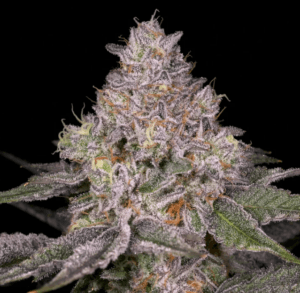 Lemon Cane V2