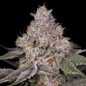 Archive Seeds Lemon Cane V2 cannabis plant image 1