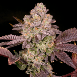Archive Seeds Moon Glow cannabis plant image 1