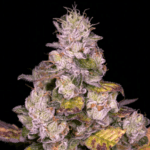 Archive Seeds Planet Diesel cannabis plant image 1