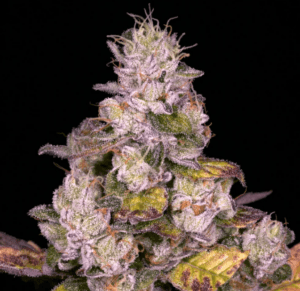 Planet Diesel