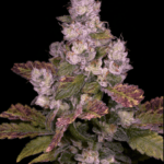 Archive Seeds Planet Diesel cannabis plant image 2