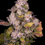Archive Seeds Planet Diesel cannabis plant image 3