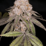 Archive Seeds Sherb Dosi 8 x Dosidos 18 cannabis plant image 1