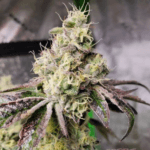 Archive Seeds Sherb Dosi 8 x Dosidos 18 cannabis plant image 2