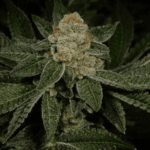 Archive Seeds Sherb Dosi 8 x Dosidos 18 cannabis plant image 3