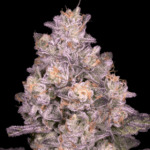 Archive Seeds Triple Threat cannabis plant image 1