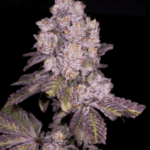 Archive Seeds Triple Threat cannabis plant image 2