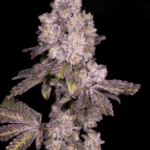 Archive Seeds Triple Threat cannabis plant image 3