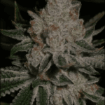Archive Seeds WIFI 43 x Dosidos 18 cannabis plant image 1