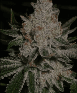 WIFI 43 x Dosidos 18