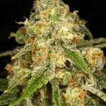 Archive Seeds WIFI 43 x Dosidos 18 cannabis plant image 2