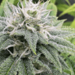 Archive Seeds WIFI 43 x Dosidos 18 cannabis plant image 3