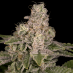 Archive Seeds Yoshi cannabis plant image 1