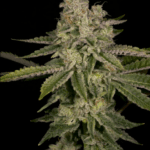 Archive Seeds Yoshi cannabis plant image 2