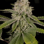 Archive Seeds Yoshi cannabis plant image 3