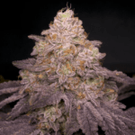 Archive Seeds Zikigai cannabis plant image 1