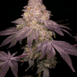 Archive Seeds Zikigai cannabis plant image 2